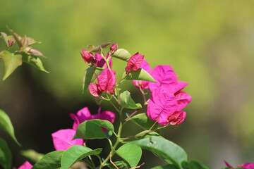 Bougainville flower  (Bougainvillea spectabilis) in summer