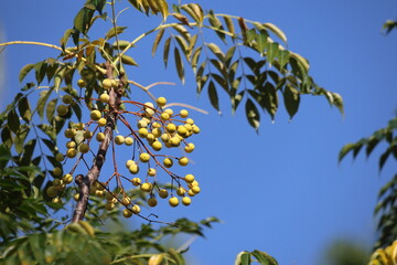 berries and leaves of Melia azedarach, commonly known as  chinaberry tree