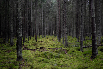 Obraz premium Forest in autumn