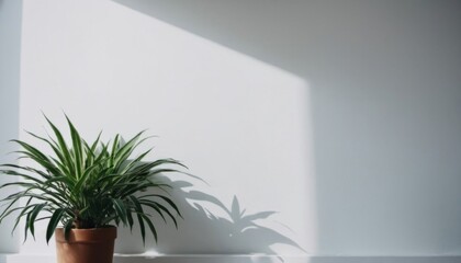 Plant on a white wall, light surface for mockup and text. ai
