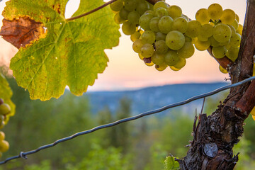 Clusters and leaf of ripe golden riesling or silvaner grapes on vine in the golden hour evening...