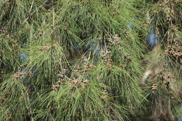 branch of  Australian Pine (Casuarina equisetifolia) tree	
