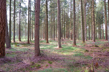 Obraz premium Landscape. Dry coniferous forest, dirt road. Hiking in nature on the weekend.