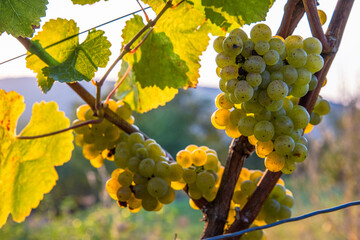 Fototapeta premium Clusters and leaf of ripe golden riesling or silvaner grapes on vine in the golden hour evening light. Vineyard scene, perfect for harvest and winemaking. Wuerzburg, Franconia, Bayern, Germany 