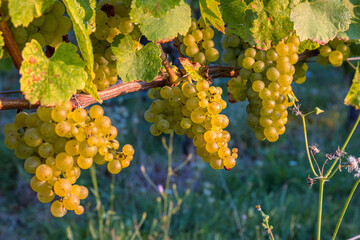 Clusters of ripe fresh golden organic riesling or silvaner grapes on the vine, ready for harvesting. Sunlit vineyard with ripening green yellow grapevines. Wuerzburg, Franconia, Bayern, Germany