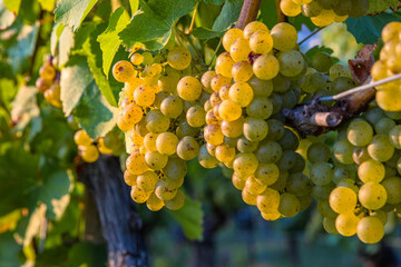 Clusters of ripe fresh golden organic riesling or silvaner grapes on the vine, ready for harvesting. Sunlit vineyard with ripening green yellow grapevines. Wuerzburg, Franconia, Bayern, Germany