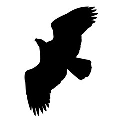 silhouette eagle, hawk flying, vector