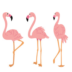 pink flamingos in flat style, vector