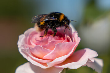A black and yellow bee is on a pink flower. The bee is on the flower and is not on the ground