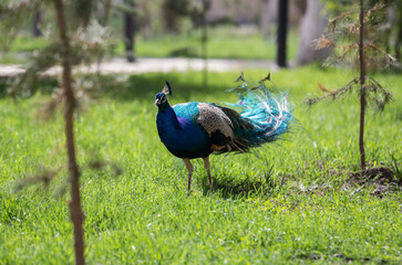 Fototapeta premium View of a peacock in the park