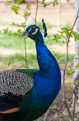 Obraz premium View of a peacock in the park