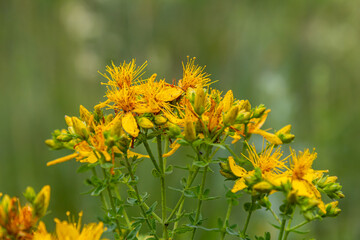 flowers of Saint Johns wort, Hypericum perforatum