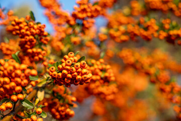 Orange sea buckthorn berry. The bright orange color of the berries contrasts with the green leaves...