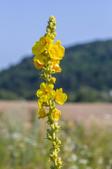 Common mullein - pale yellow flowers of verbascum nigrum plant, used as herb and medicine - growing in the medicinal garden