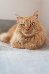 Fototapeta premium 見つめる猫 茶トラ猫