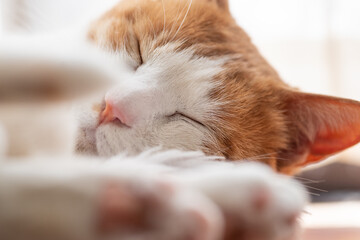 窓辺で眠る猫　茶トラ白