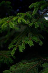 the spruce branches, plant background, texture