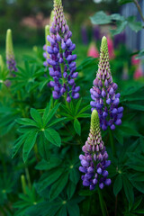 the lupine flowers are blooming in the garden