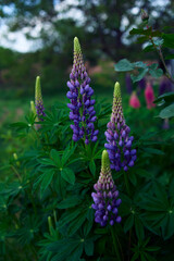 the lupine flowers are blooming in the garden