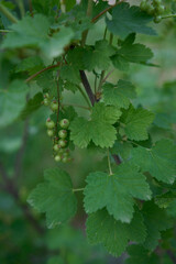 unripe yoshta berries, gooseberry and currant hybrid,