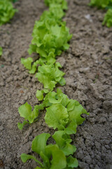 curly lettuce leaves grow in a garden bed at home