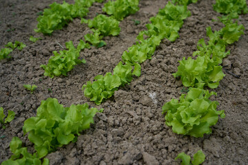 curly lettuce leaves grow in a garden bed at home