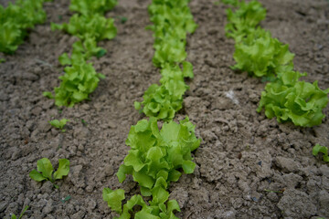 curly lettuce leaves grow in a garden bed at home