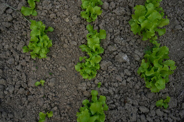 curly lettuce leaves grow in a garden bed at home