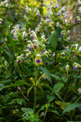 Summer among the wild herbs blossoms of nettle Galeopsis speciosa