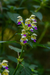 Summer among the wild herbs blossoms of nettle Galeopsis speciosa