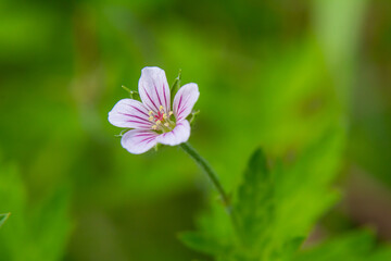 Fototapeta premium Siberian geranium Geranium sibiricum grows in summer in the wild