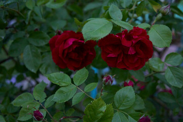 bush red roses in the garden in the evening, blue hour