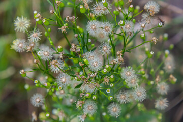 Erigeron canadensis grows in the wild in summer