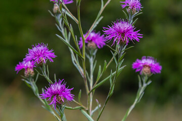 Blooming meadow knapweed, Centaurea jacea, on the meadow