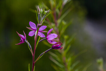 Willowherb epilobium angustifolium. Blooming sally epilobium angustifolium