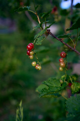 unripe red currant berries in the garden