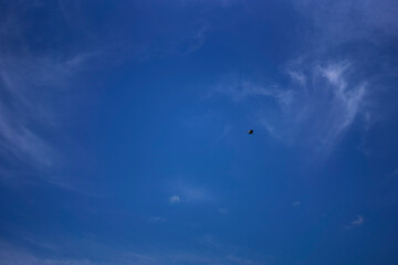stork circling in the sky on a summer day with white cirrus clouds
