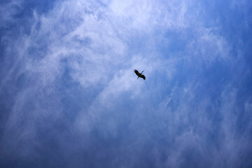 stork circling in the sky on a summer day with white cirrus clouds
