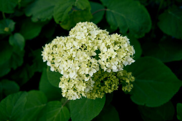 the hydrangea flowers in the garden