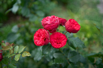 the  bush roses in a flower bed