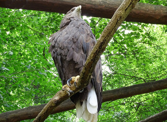 White-tailed eagle (Haliaeetus albicilla) at zoo