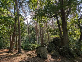 Beautiful forested areas alpine deciduous temperate forests of UK Europe Green Panorama 