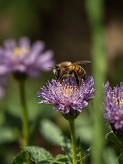 Bee on a flower.