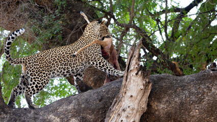 a leopard carrying an impala carcass up the tree