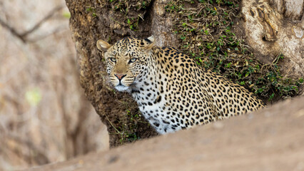 a male leopard in the wild