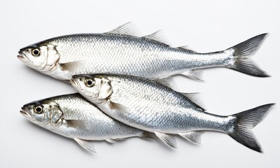 Obraz premium Three fresh silver fish on a white background