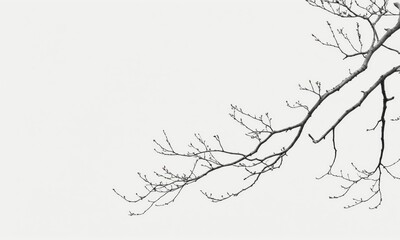 Silhouette of bare tree branch with buds against a white background