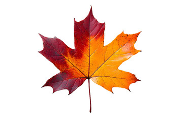 Obraz premium yellow, orange, red and maroon color autumn fall maple leaf on transparent background cutout