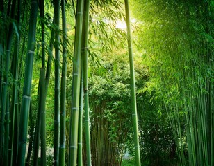 Fototapeta premium Lanscape of bamboo tree in tropical rainforest, 