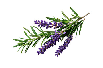 Obraz premium A bouquet of rosemary sprigs with blooming lavender flowers, isolated on a transparent background, PNG file.